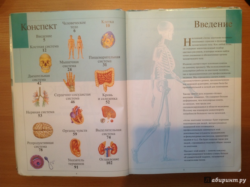 Иллюстрация 18 из 39 для Атлас анатомии человека | Лабиринт - книги. Источник: Sunnygirl