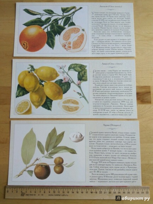 Иллюстрация 11 из 13 для Фрукты и ягоды | Лабиринт - книги. Источник: Чепижак  Анастасия
