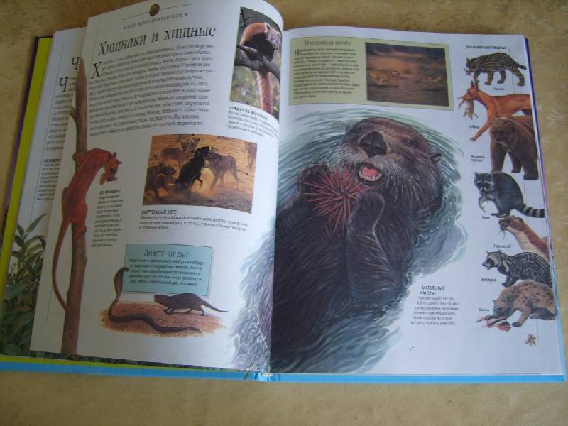 Иллюстрация 13 из 17 для Самая красивая энциклопедия животных | Лабиринт - книги. Источник: Tatka