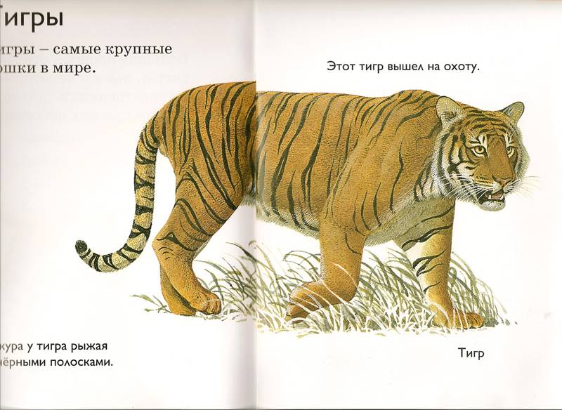 Включи тигриные истории. Рассказ о Тигре на английском. Путешествие с тигром рассказ. Рассказ чем тигр похож на кошку. Экзотическое животное тигр рассказ- самое важное.