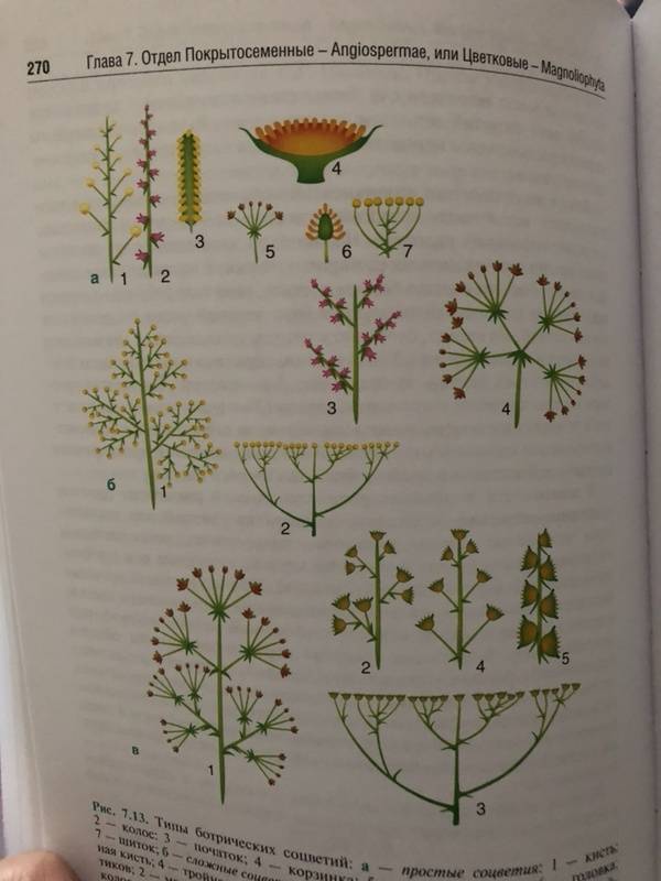 Иллюстрация 42 из 44 для Ботаника. Учебник - Барабанов, Зайчикова | Лабиринт - книги. Источник: Марина