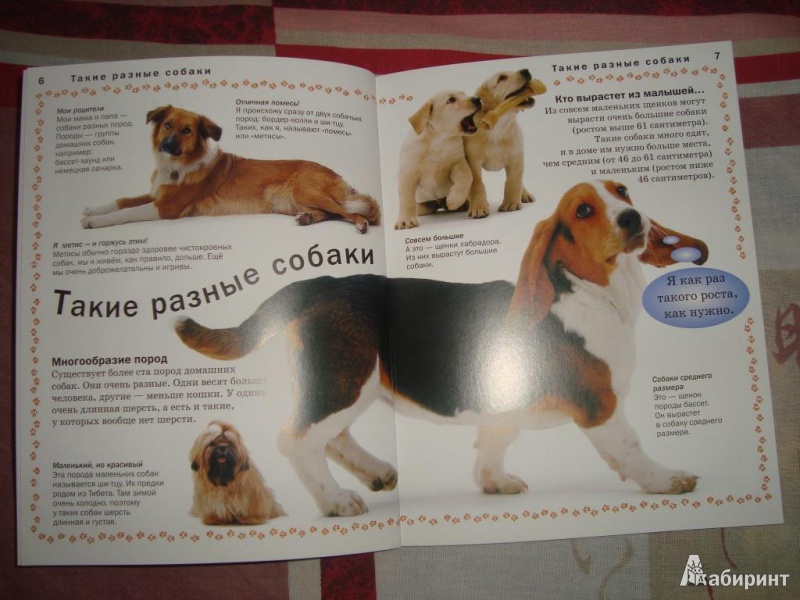 Иллюстрация 3 из 17 для Собака - Мэтью Рейнер | Лабиринт - книги. Источник: klever429380