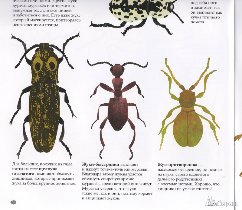 Иллюстрация 35 из 43 для В мире жуков. Интересные факты о животных - Стив Дженкинс | Лабиринт - книги. Источник: Трубадур