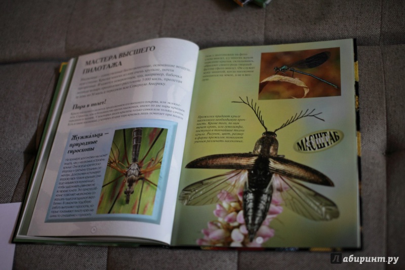 Иллюстрация 16 из 44 для Насекомые: жуки, пауки, бабочки и другие - Эндрю Дэвис | Лабиринт - книги. Источник: Сорокина  Оленька Игоревна