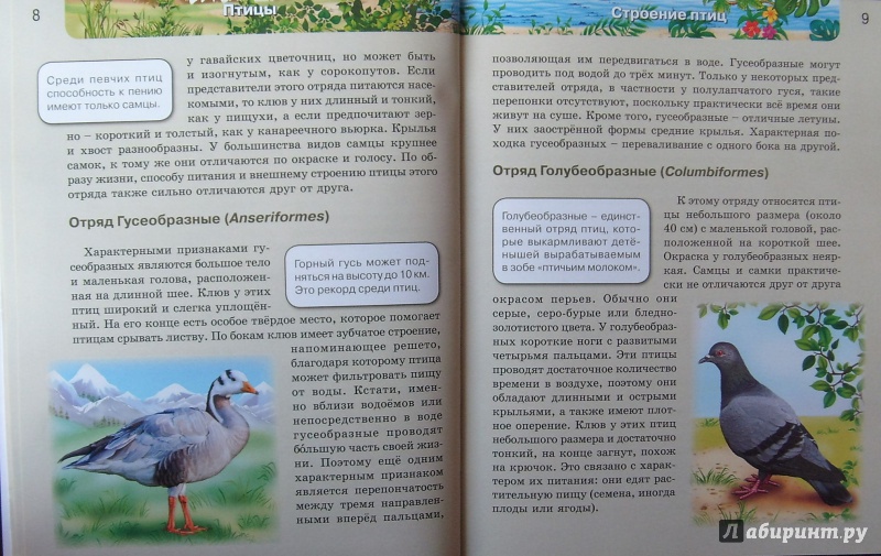Иллюстрация 13 из 61 для Птицы | Лабиринт - книги. Источник: Соловьев  Владимир