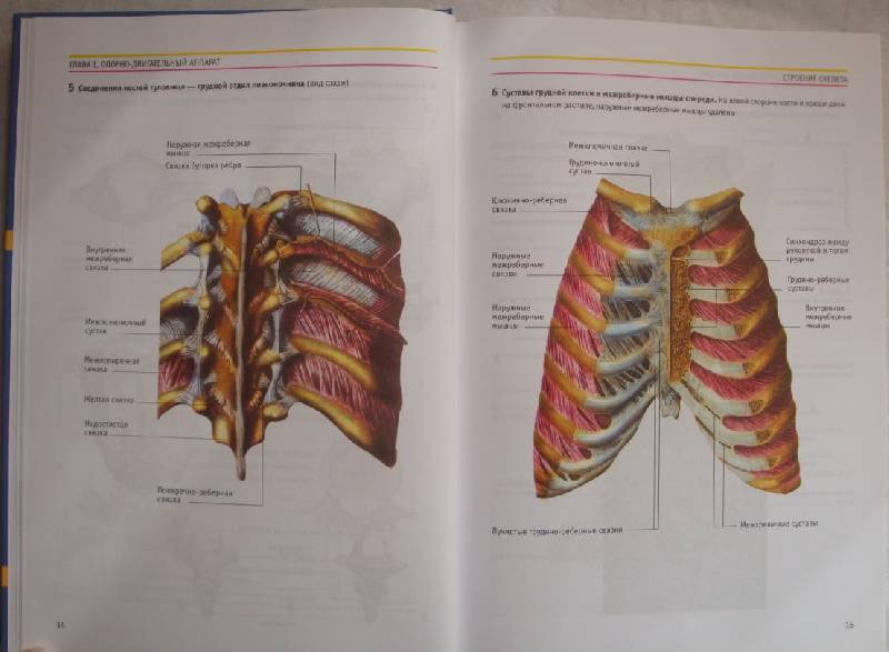 Иллюстрация 24 из 36 для Анатомия человека: Атлас - Курепина, Ожигова, Никитина | Лабиринт - книги. Источник: В.  Инна