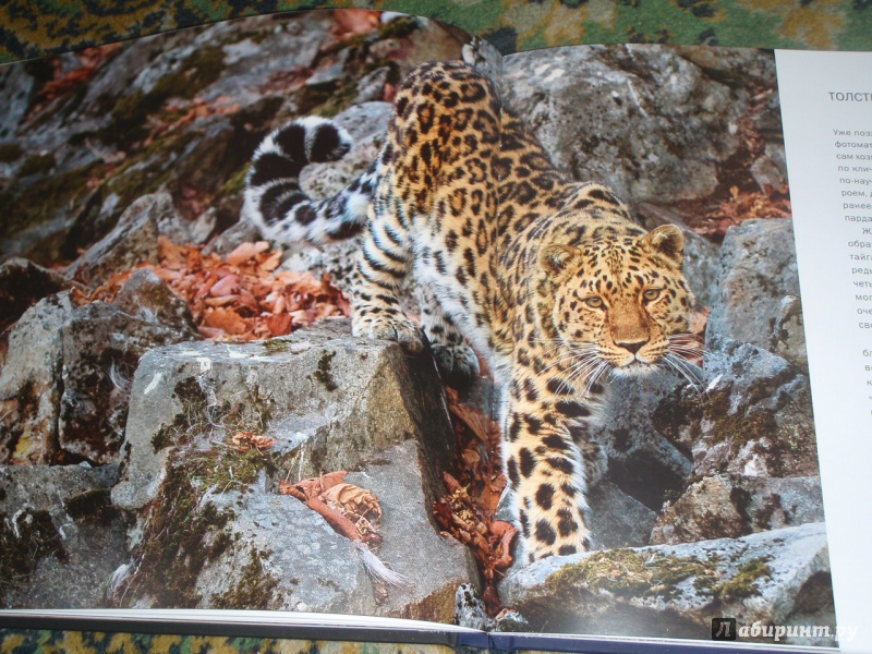 Иллюстрация 31 из 39 для Мои знакомые леопарды - Валерий Малеев | Лабиринт - книги. Источник: солнечная поганка