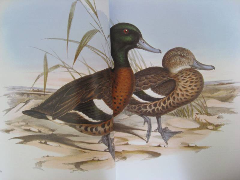 Иллюстрация 24 из 51 для Птицы Австралии (в футляре) - Джон Гульд | Лабиринт - книги. Источник: Нюта