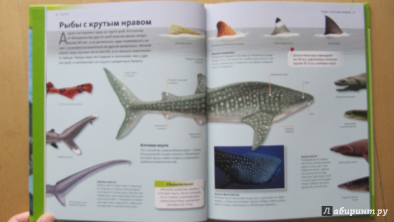 Иллюстрация 5 из 19 для Акулы | Лабиринт - книги. Источник: Данилова  Мария Александровна