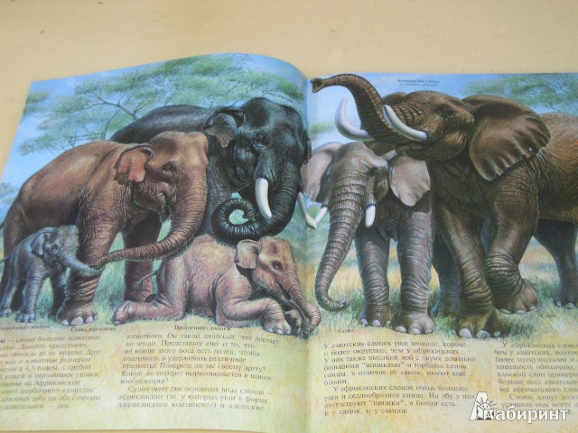 Иллюстрация 2 из 10 для Слоны - Джон Веско | Лабиринт - книги. Источник: Iwolga