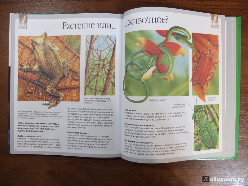 Иллюстрация 27 из 42 для Секреты природы - Кристин Лазье | Лабиринт - книги. Источник: Firefly