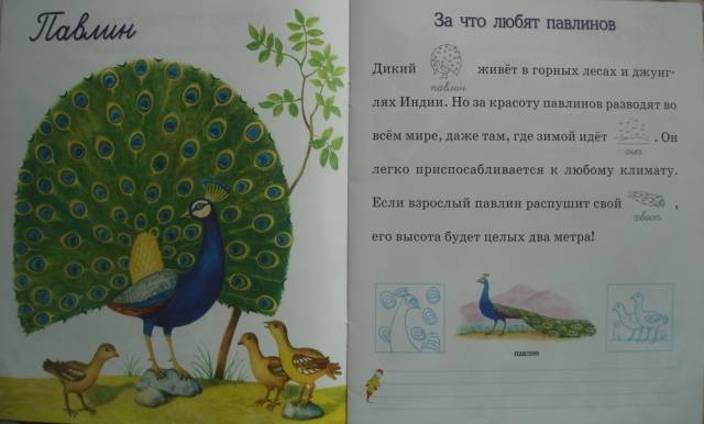 Иллюстрация 4 из 9 для Птицы и насекомые - Александрова, Дроздова | Лабиринт - книги. Источник: Настёна