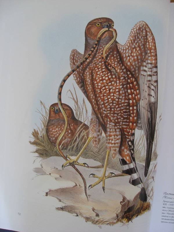 Иллюстрация 28 из 51 для Птицы Австралии (в футляре) - Джон Гульд | Лабиринт - книги. Источник: Нюта