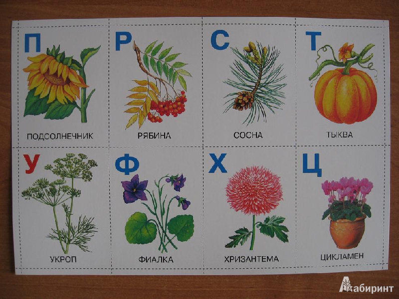 Название цветка с большой буквы. Растения на букву а. Растения по алфавиту для детей. Азбука растений для детей. Азбука растений и цветов для детей.