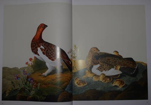 Иллюстрация 21 из 31 для Птицы Америки (в футляре) - Джеймс Одюбон | Лабиринт - книги. Источник: Наталья Бухтиярова