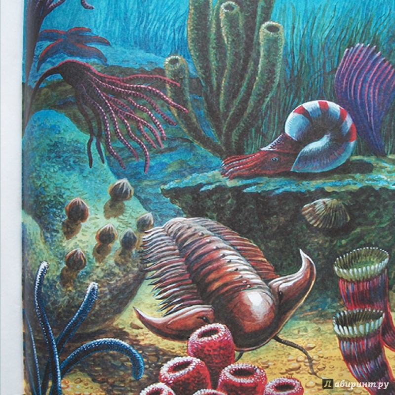 Иллюстрация 12 из 66 для Палеонтология в картинках - Ирина Яковлева | Лабиринт - книги. Источник: Bliss65