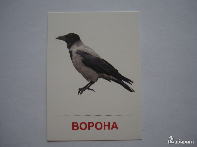Иллюстрация 2 из 27 для Раздаточные карточки "Птицы России" (63х87 мм) | Лабиринт - книги. Источник: Борисова  Алла