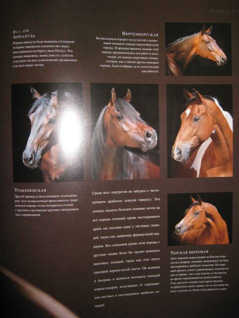 Иллюстрация 12 из 15 для Лошади в гармонии с природой - Эмманюэль Брангар | Лабиринт - книги. Источник: Troulala