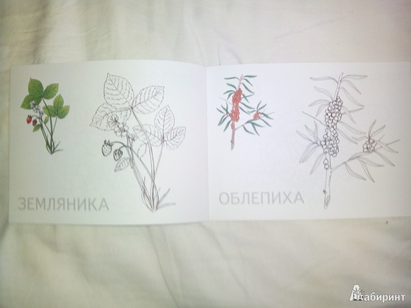 Иллюстрация 2 из 3 для Ягоды | Лабиринт - книги. Источник: Харченко  Ольга