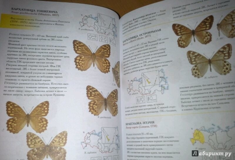 Иллюстрация 22 из 24 для Дневные бабочки. Определитель бабочек России - Каабак, Сочивко | Лабиринт - книги. Источник: Космос