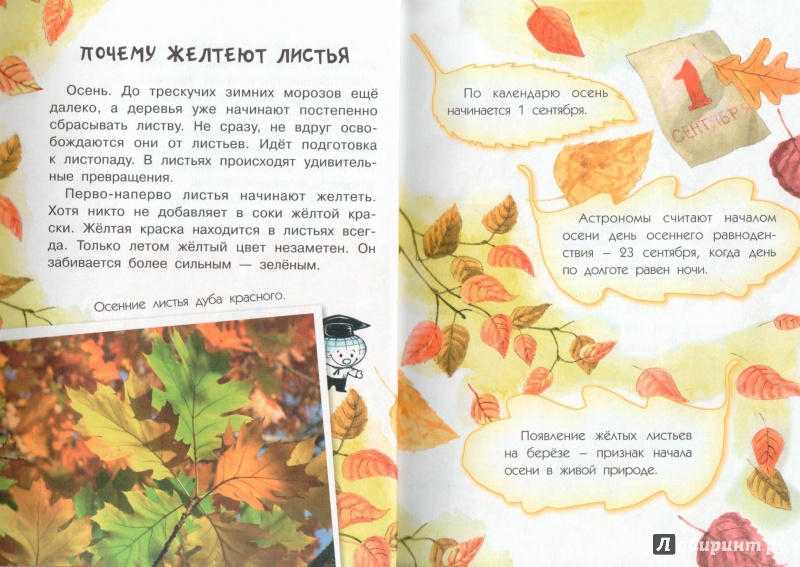 Иллюстрация 5 из 50 для Почему осенью листопад? - Георгий Граубин | Лабиринт - книги. Источник: Книжный кот