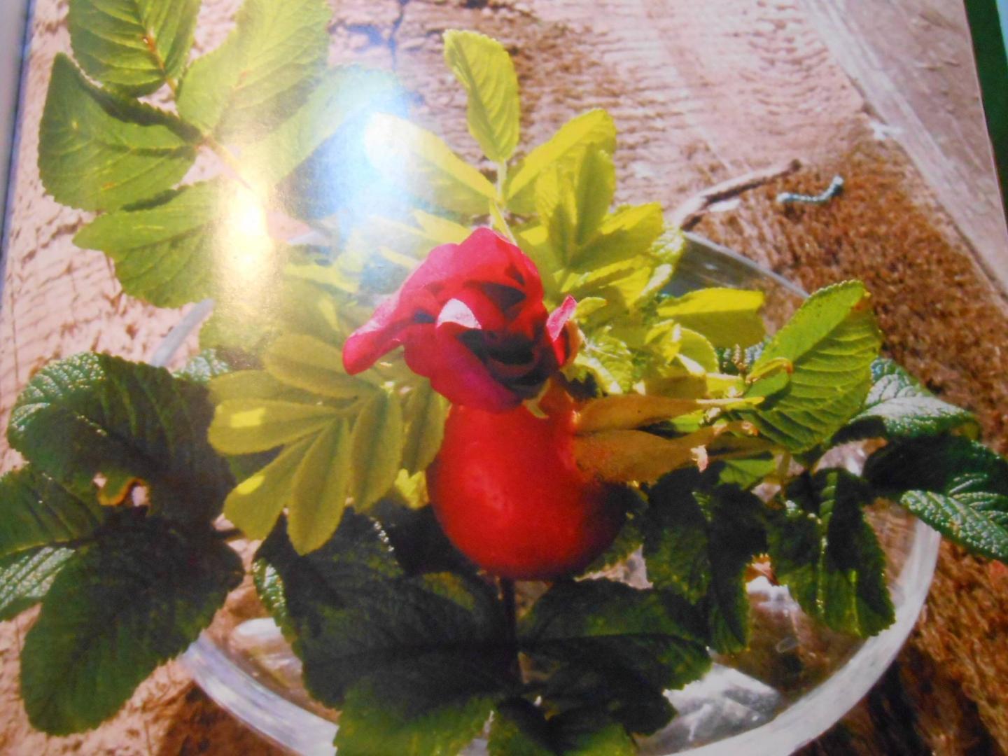 Иллюстрация 15 из 21 для Мой прекрасный огород - Шахова, Земская | Лабиринт - книги. Источник: Леан