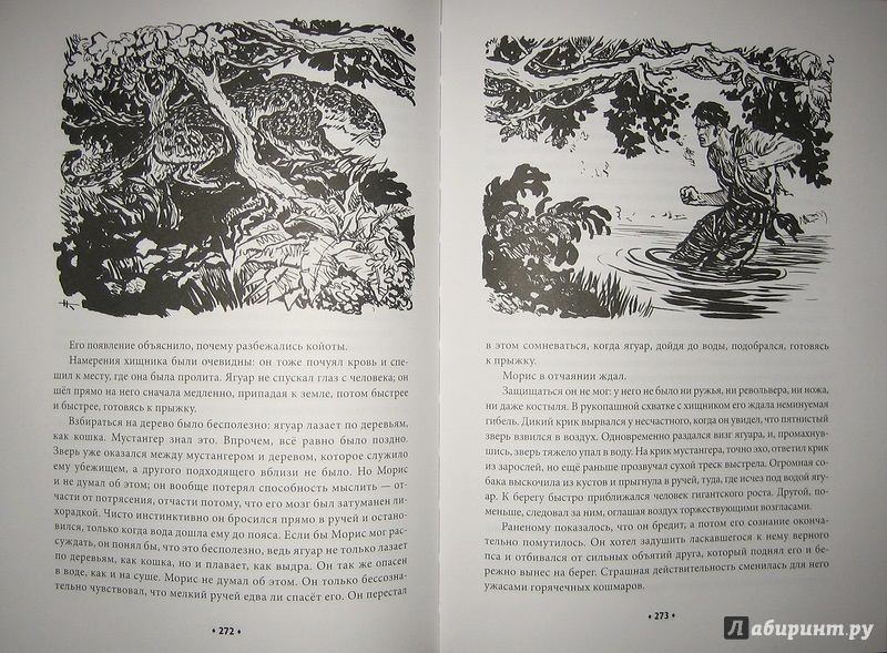 Иллюстрация 29 из 57 для Всадник без головы - Рид Майн | Лабиринт - книги. Источник: Трухина Ирина
