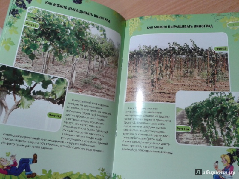 Иллюстрация 6 из 8 для Как можно выращивать виноград - Николай Курдюмов | Лабиринт - книги. Источник: Ксения