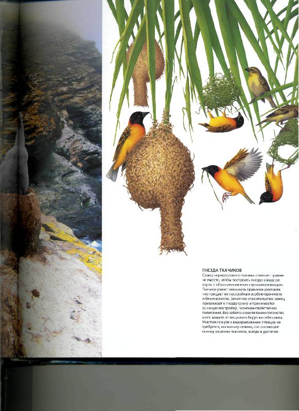 Иллюстрация 29 из 56 для В мире птиц. Энциклопедия - Джоанна Бургер | Лабиринт - книги. Источник: Лулу