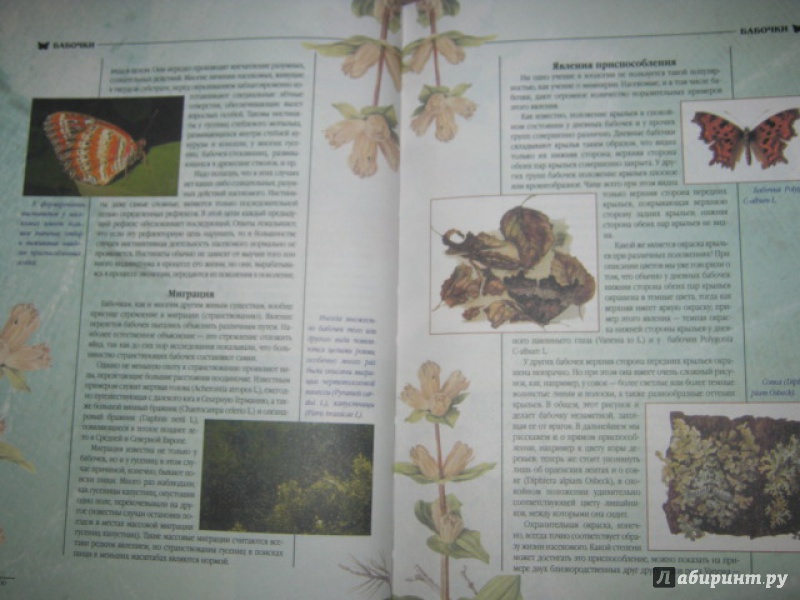 Иллюстрация 20 из 25 для Атлас бабочек и гусениц. Места обитания. Физические характеристики. Поведение. Размножение - Карл Ламперт | Лабиринт - книги. Источник: Евгения39