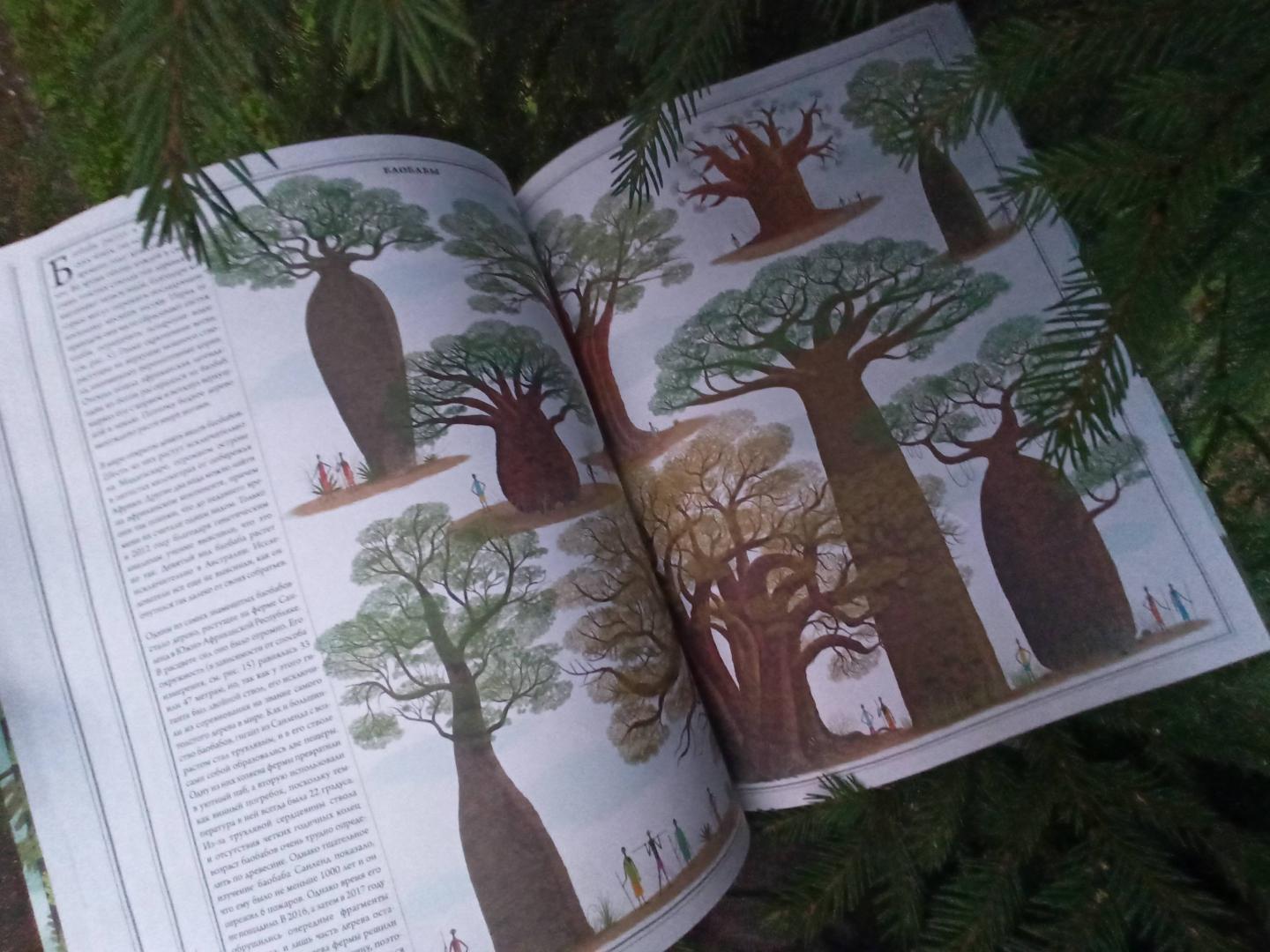 Иллюстрация 70 из 70 для Деревья - Соха, Грайковский | Лабиринт - книги. Источник: Sv_84