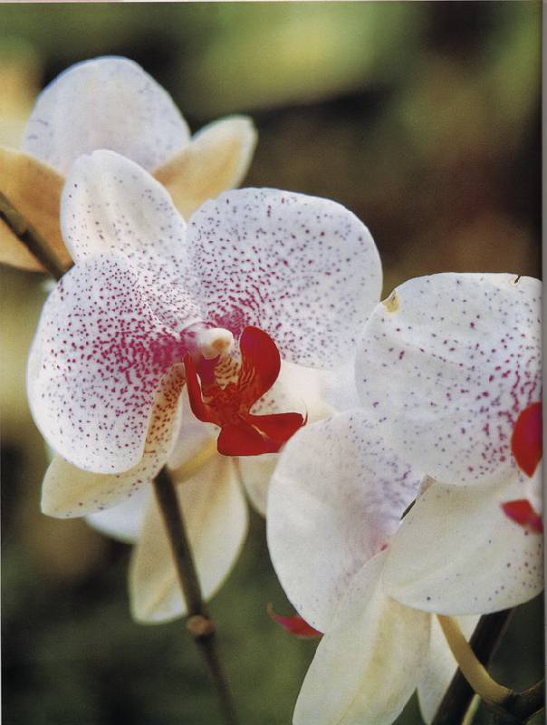 Иллюстрация 4 из 13 для Орхидеи в вашем доме. Выращивание, размножение и видовое разнообразие - Дэвид Бэнкс | Лабиринт - книги. Источник: * Ольга *