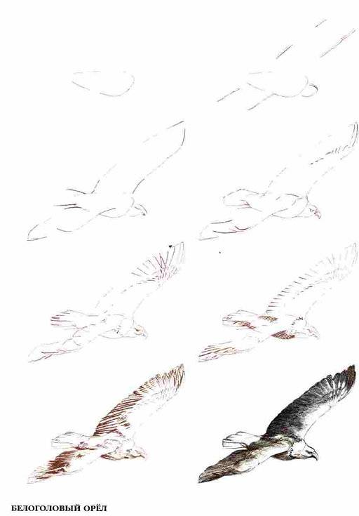 Иллюстрация 7 из 18 для Рисуем 50 исчезающих животных - Эймис, Бадд | Лабиринт - книги. Источник: Спанч Боб