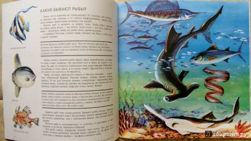 Прочитайте рыбе вода. Книга Сладков рыбы. Современная иллюстрация в книге рыбы. «Какие бывают рыбы» н. Сладков. Рыбы из книжек простые.