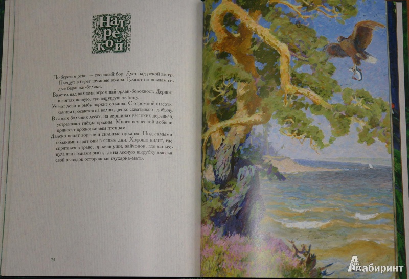 Иллюстрация 39 из 69 для Год в лесу - Иван Соколов-Микитов | Лабиринт - книги. Источник: pany_beata*
