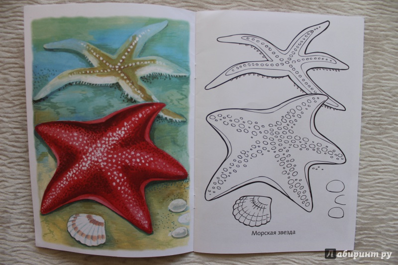 Иллюстрация 7 из 33 для Раскраска Жители морей | Лабиринт - книги. Источник: По страницам детских книг