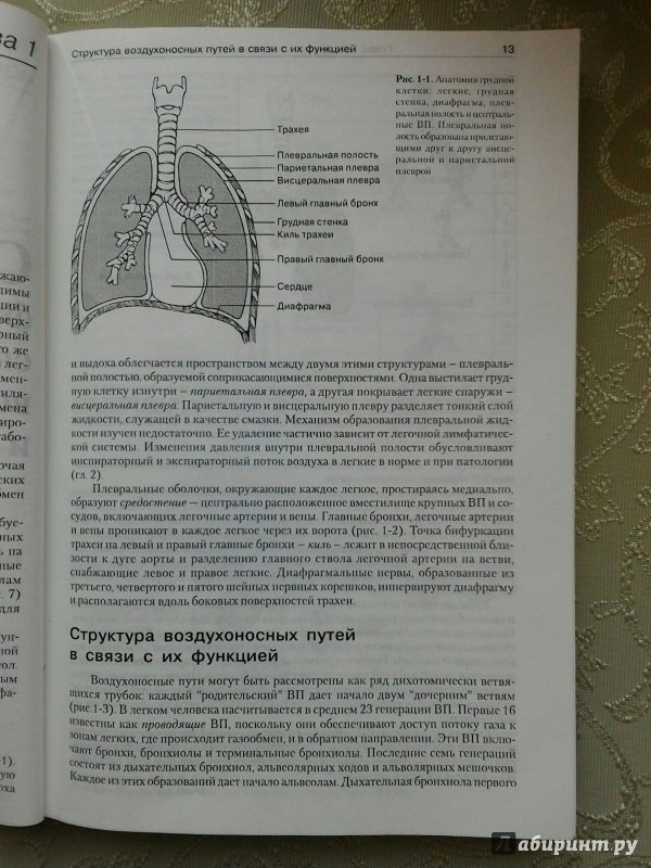 Иллюстрация 7 из 18 для Патофизиология легких - Майкл Гриппи | Лабиринт - книги. Источник: Angreniel