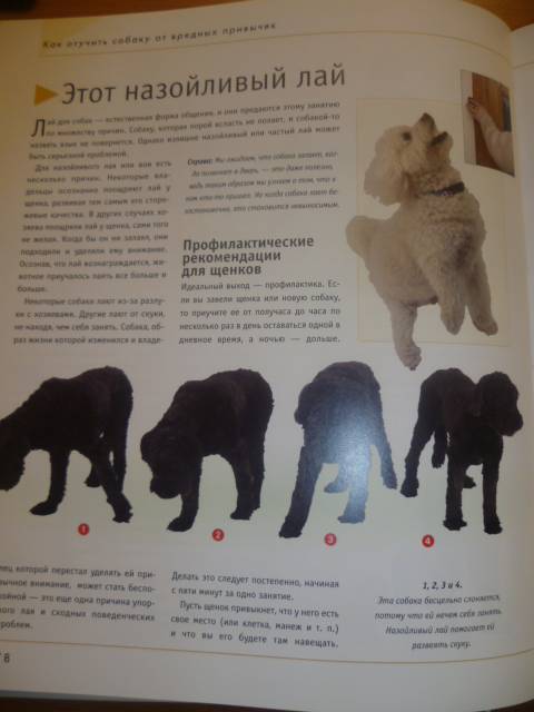 Иллюстрация 19 из 42 для Как отучить собаку от вредных привычек - Колин Теннант | Лабиринт - книги. Источник: Avid Reader