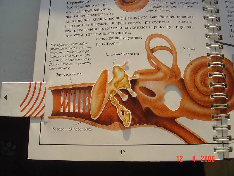 Иллюстрация 11 из 30 для Дискавери: Анатомия человека - Грехам, Уолкер | Лабиринт - книги. Источник: Анна К.