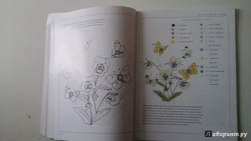 Иллюстрация 23 из 41 для Бабочки. Практическое руководство - Хелен Стивенс | Лабиринт - книги. Источник: manyaa