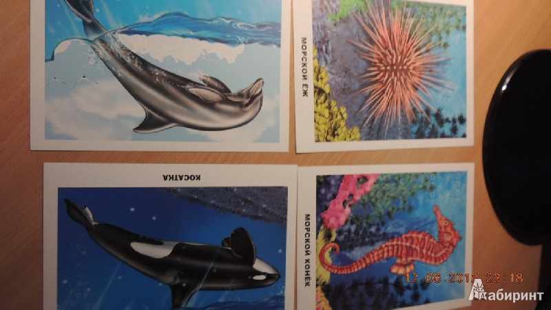 Иллюстрация 2 из 32 для Обитатели морей и океанов | Лабиринт - игрушки. Источник: romashka200283