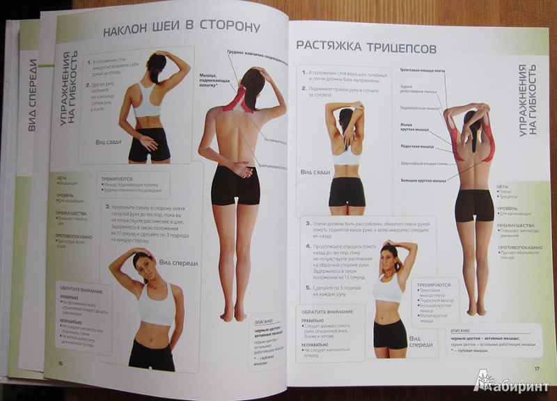 Иллюстрация 5 из 19 для Анатомия упражнений для женщин - Лиза Пурселл | Лабиринт - книги. Источник: Angostura