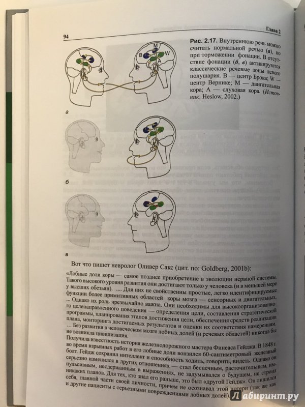 Иллюстрация 34 из 57 для Мозг, познание, разум. Введение в когнитивные нейронауки. В 2-х томах - Баарс, Гейдж | Лабиринт - книги. Источник: Ромыдтчъ