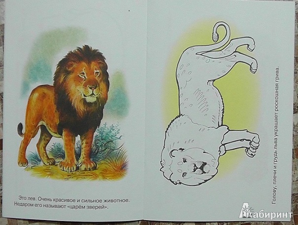 Иллюстрация 4 из 5 для Раскраска. Животные Африки. | Лабиринт - книги. Источник: Мама Мальвины
