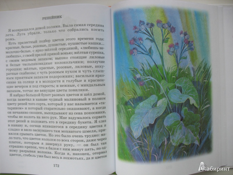Иллюстрация 6 из 37 для Стихи и рассказы о природе | Лабиринт - книги. Источник: Tatyana_G
