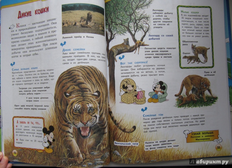 Иллюстрация 11 из 25 для Млекопитающие | Лабиринт - книги. Источник: Чернова  Анастасия Юрьевна