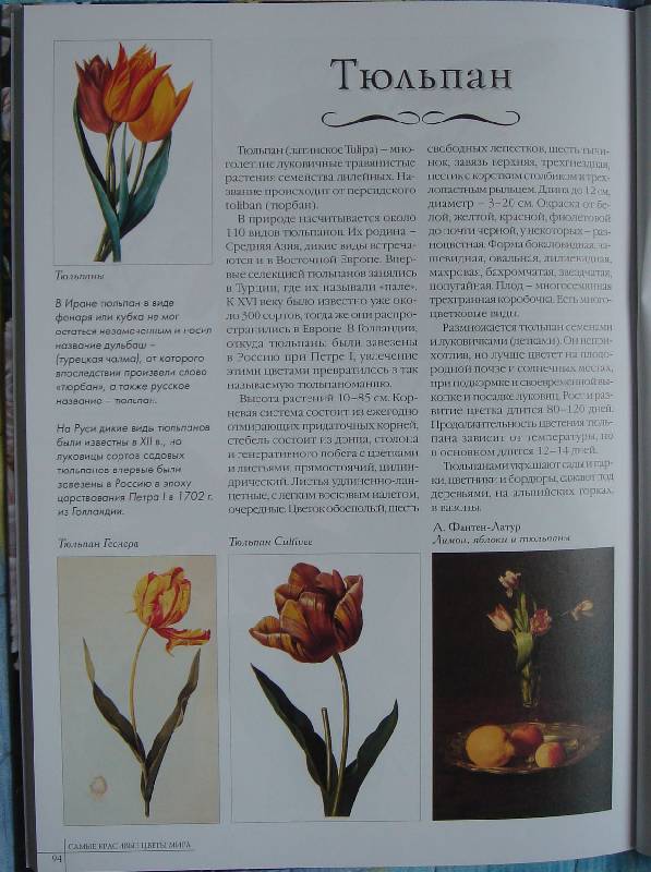 Иллюстрация 27 из 44 для Самые красивые цветы мира | Лабиринт - книги. Источник: Lisafox