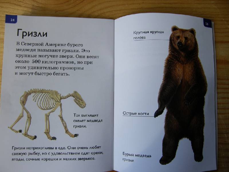 Иллюстрация 6 из 20 для Медведи - Дениз Райан | Лабиринт - книги. Источник: Panty