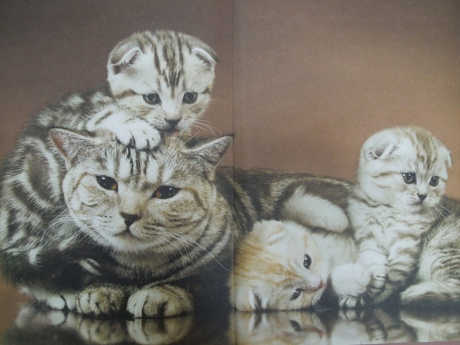 Иллюстрация 21 из 24 для Кошки и котята | Лабиринт - книги. Источник: Королева  Кристина