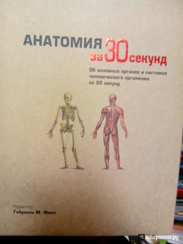 Иллюстрация 7 из 15 для Анатомия - Финн, Барбаро-Браун, Бишоп | Лабиринт - книги. Источник: zabluTshaya